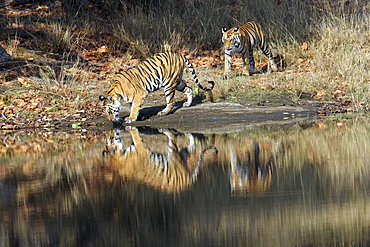 Bengal Tigers (Panthera tigris tigris) wild adult female and cub, critically endangered. Bandhavgarh Tiger Reserve, India.