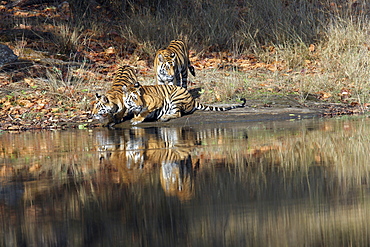 Bengal Tigers (Panthera tigris tigris), wild adult female and cubs, critically endangered. Bandhavgarh Tiger Reserve, India.