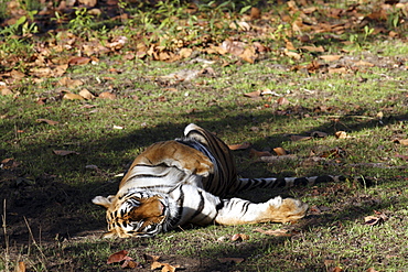 Bengal Tiger (Panthera tigris tigris), wild adult female, critically endangered. Bandhavgarh Tiger Reserve, India.