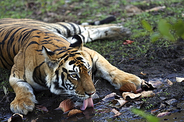 Bengal Tiger (Panthera tigris tigris) wild adult male, critically endangered.  Bandhavgarh Tiger Reserve. India.