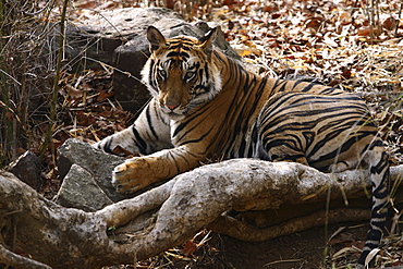 Bengal Tiger (Panthera Tigris Tigris) wild sub-adult male, critically endangered. Bandhavgarh Tiger Reserve, India.