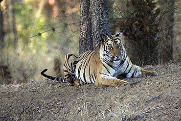 Bengal Tiger (Panthera tigris tigris), wild adult male, critically endangered. Bandhavgarh Tiger Reserve, India.