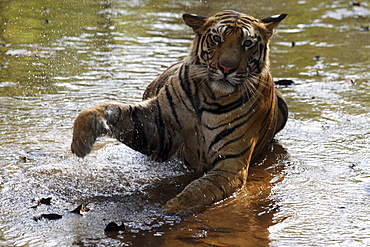 Bengal Tiger (Panthera tigris tigris), wild adult male, critically endangered. Bandhavgarh Tiger Reserve, India.