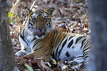 Bengal Tiger (Panthera tigris tigris) wild adult male, critically endangered.  Bandhavgarh Tiger Reserve. India.