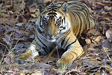 Bengal Tiger (Panthera tigris tigris), wild adult male, critically endangered. Bandhavgarh Tiger Reserve, India.