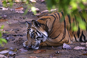 Bengal Tiger (Panthera tigris tigris), wild adult male, critically endangered. Bandhavgarh Tiger Reserve, India.