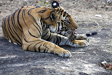 Bengal Tiger (Panthera tigris tigris) wild adult male, critically endangered.  Bandhavgarh Tiger Reserve, India.