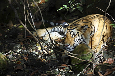 Bengal Tiger (Panthera tigris tigris),wild adult male, critically endangered. Bandhavgarh Tiger Reserve, India.