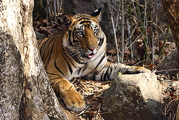 Bengal Tiger (Panthera tigris tigris),wild adult male, critically endangered. Bandhavgarh Tiger Reserve, India.