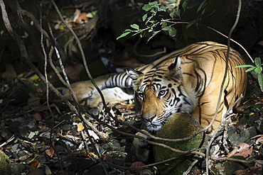 Bengal Tiger (Panthera tigris tigris) wild adult male, critically endangered.  Bandhavgarh Tiger Reserve. India.