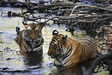 Bengal Tigers (Panthera tigris tigris), wild adult males, critically endangered. Bandhavgarh Tiger Reserve, India.