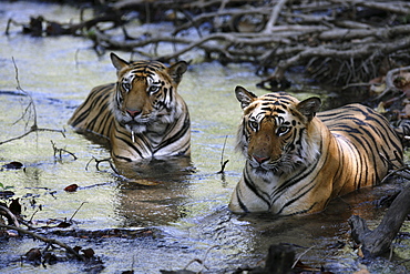 Bengal Tigers (Panthera tigris tigris) wild adult males, critically endangered.  Bandhavgarh Tiger Reserve. India.