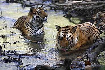 Bengal Tigers (Panthera tigris tigris), wild adult males, critically endangered. Bandhavgarh Tiger Reserve, India.