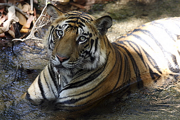 Bengal Tiger (Panthera tigris tigris) wild adult male, critically endangered.  Bandhavgarh Tiger Reserve. India.