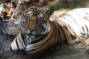 Bengal Tigers (Panthera tigris tigris),wild adult males, critically endangered. Bandhavgarh Tiger Reserve, India.