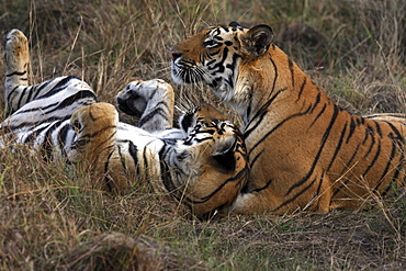 Bengal Tigers (Panthera tigris tigris), wild adult males, critically endangered. Bandhavgarh Tiger Reserve, India.