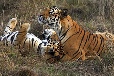 Bengal Tigers (Panthera tigris tigris), wild adult males, critically endangered. Bandhavgarh Tiger Reserve, India.