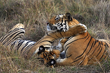 Bengal Tigers (Panthera tigris tigris) wild adult males, critically endangered.  Bandhavgarh Tiger Reserve, India.