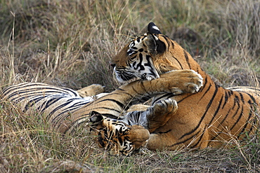 Bengal Tigers (Panthera tigris tigris), wild adult males, critically endangered. Bandhavgarh Tiger Reserve, India.