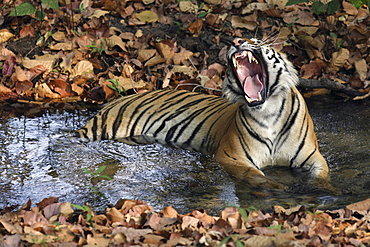 Bengal Tiger (Panthera tigris tigris) wild adult male, critically endangered.  Bandhavgarh Tiger Reserve. India.