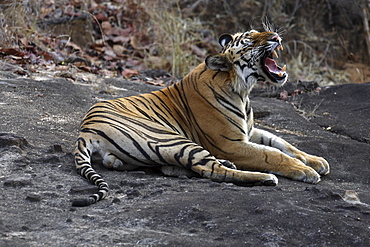 Bengal Tiger (Panthera tigris tigris),wild adult male, critically endangered. Bandhavgarh Tiger Reserve, India.