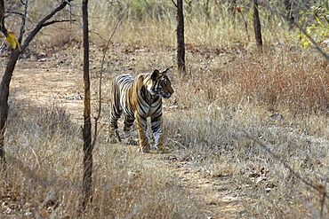 Bengal Tiger (Panthera tigris tigris) wild adult male, critically endangered.  Bandhavgarh Tiger Reserve. India.