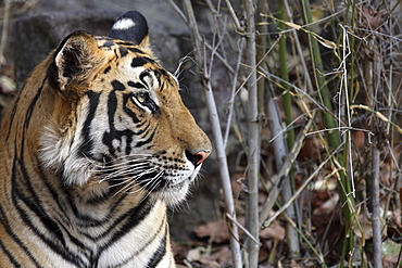 Bengal Tiger (Panthera tigris tigris) wild adult female, critically endangered.  Bandhavgarh Tiger Reserve. India.