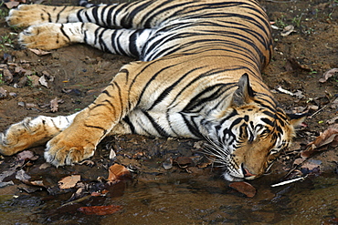 Bengal Tiger (Panthera tigris tigris),wild adult male, critically endangered. Bandhavgarh Tiger Reserve, India.