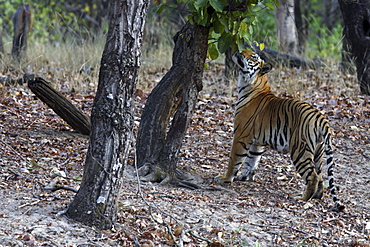 Bengal Tiger (Panthera tigris tigris),wild adult male, critically endangered. Bandhavgarh Tiger Reserve, India.