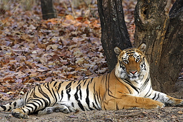 Bengal Tiger (Panthera tigris tigris) wild adult male, critically endangered.  Bandhavgarh Tiger Reserve. India.