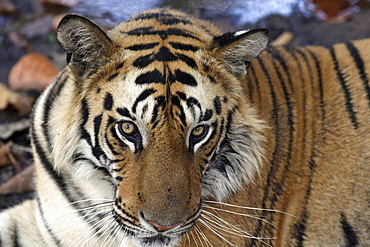 Bengal Tiger (Panthera tigris tigris),wild adult male, critically endangered. Bandhavgarh Tiger Reserve, India.