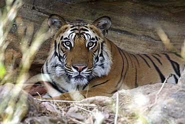 Bengal Tiger (Panthera tigris tigris) wild adult male, critically endangered.  Bandhavgarh Tiger Reserve, India.