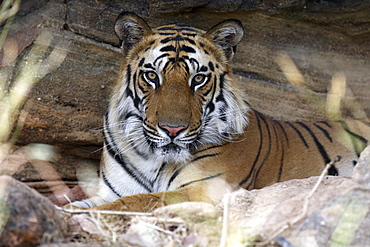 Bengal Tiger (Panthera tigris tigris),wild adult male, critically endangered. Bandhavgarh Tiger Reserve, India.