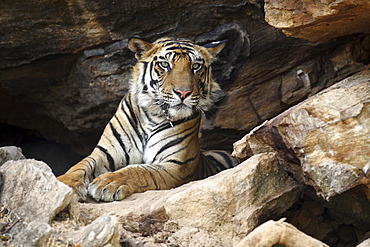 Bengal Tiger (Panthera tigris tigris) wild adult male, critically endangered.  Bandhavgarh Tiger Reserve, India.