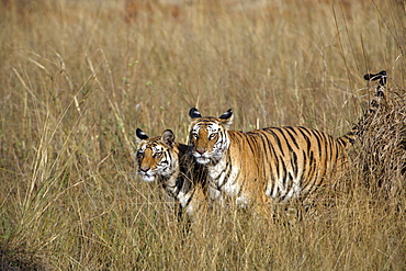 Bengal Tigers (Panthera tigris tigris) wild adult female and cub, critically endangered, Bandhavgarh Tiger Reserve, India.