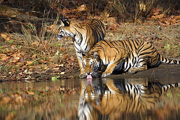 Bengal Tigers (Panthera tigris tigris),wild adult female and cub, critically endangered. Bandhavgarh Tiger Reserve, India.