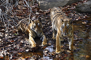 Bengal Tigers (Panthera Tigris Tigris) wild sub-adult males, critically endangered. Bandhavgarh Tiger Reserve, India.