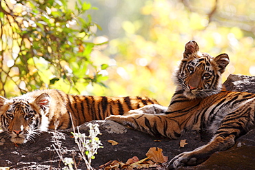 Bengal Tiger (Panthera Tigris Tigris), wild, two 12 month old cubs, critically endangered. Bandhavgarh Tiger Reserve, India