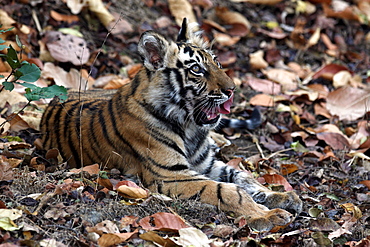 Bengal Tiger (Panthera Tigris Tigris), wild, 12 month old cub, critically endangered. Bandhavgarh Tiger Reserve, India