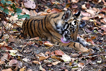 Bengal Tiger (Panthera Tigris Tigris), wild, 12 month old cub, critically endangered. Bandhavgarh Tiger Reserve, India