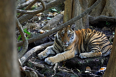 Bengal Tiger (Panthera Tigris Tigris), wild, 12 month old cub, critically endangered. Bandhavgarh Tiger Reserve, India