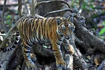 Bengal Tiger (Panthera Tigris Tigris), wild, 12 month old cub, critically endangered. Bandhavgarh Tiger Reserve, India