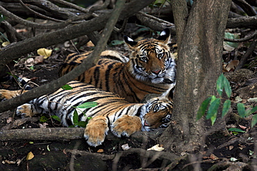 Bengal Tiger (Panthera Tigris Tigris), wild, two 12 month old cubs, critically endangered. Bandhavgarh Tiger Reserve, India