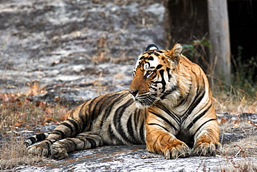 Bengal Tiger (Panthera Tigris Tigris), wild, adult male, critically endangered. Bandhavgarh Tiger Reserve, India