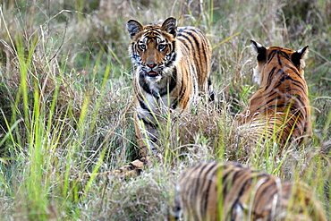 Bengal Tiger (Panthera Tigris Tigris), wild, adult female with two 12 month old cubs, critically endangered. Bandhavgarh Tiger Reserve, India