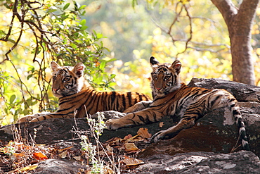 Bengal Tiger (Panthera Tigris Tigris), wild, two 12 month old cubs, critically endangered. Bandhavgarh Tiger Reserve, India