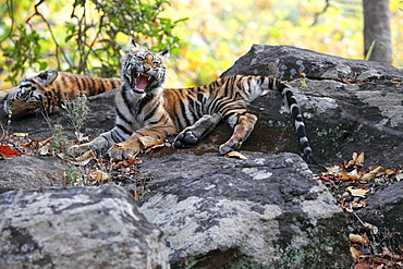 Bengal Tiger (Panthera Tigris Tigris), wild, two 12 month old cubs, critically endangered. Bandhavgarh Tiger Reserve, India