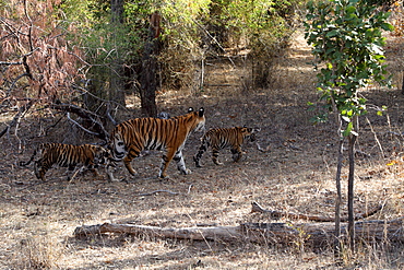 Bengal Tiger (Panthera Tigris Tigris), wild, adult female with two 12 month old cubs, critically endangered. Bandhavgarh Tiger Reserve, India