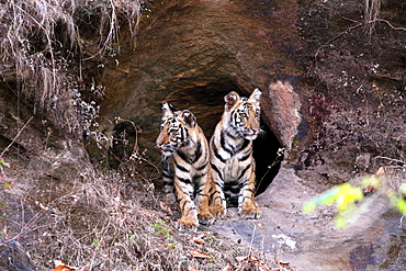 Bengal Tiger (Panthera Tigris Tigris), wild, two 12 month old cubs, critically endangered. Bandhavgarh Tiger Reserve, India