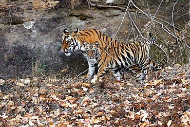 Bengal Tiger (Panthera Tigris Tigris), wild, adult female with 12 month old cub, critically endangered. Bandhavgarh Tiger Reserve, India